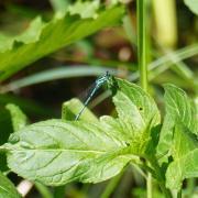 gartenanlass-mai-2022-4