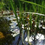 gartenanlass-mai-2022-5